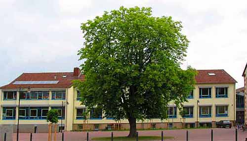 Schulhof Kastanie
